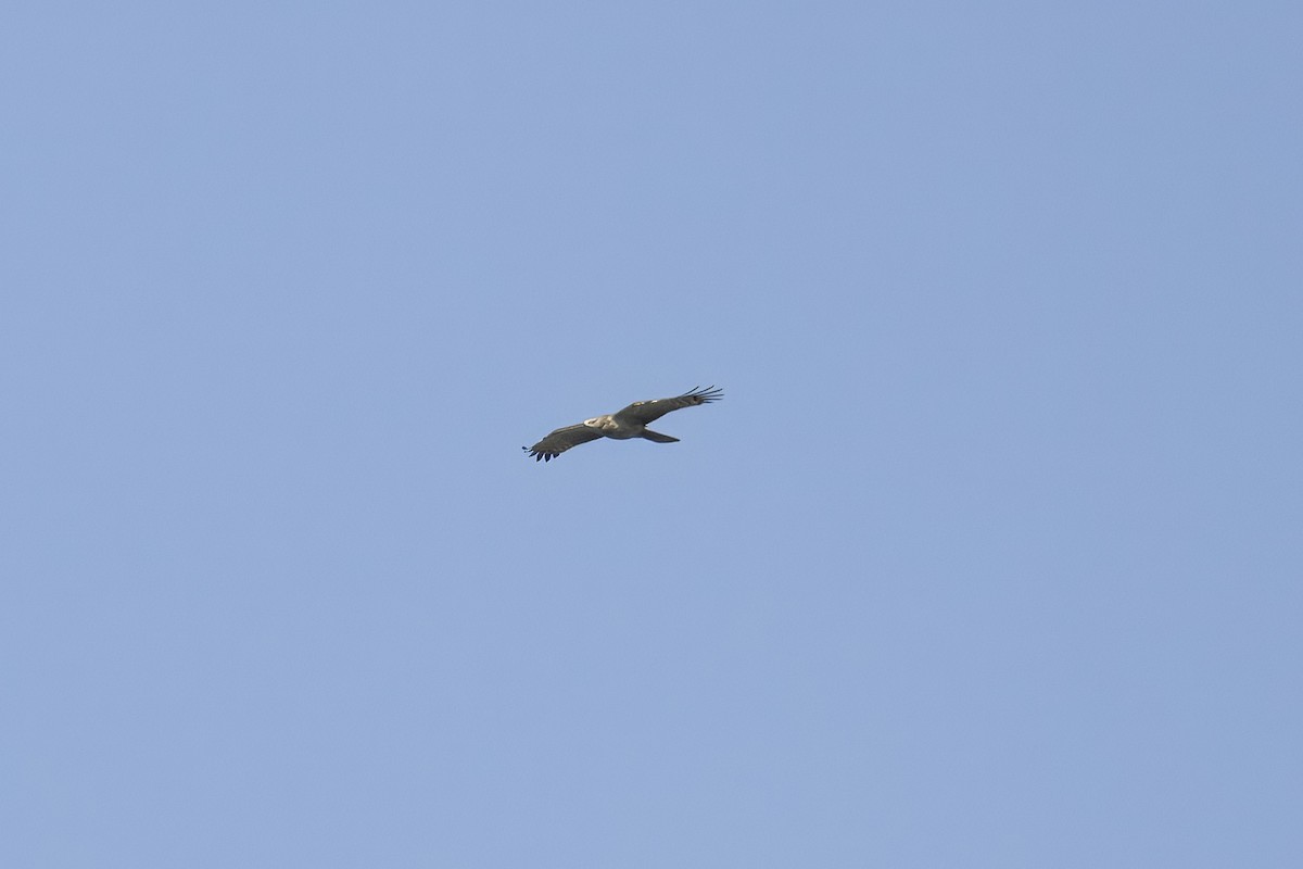 Oriental Honey-buzzard (Northern) - ML645364675
