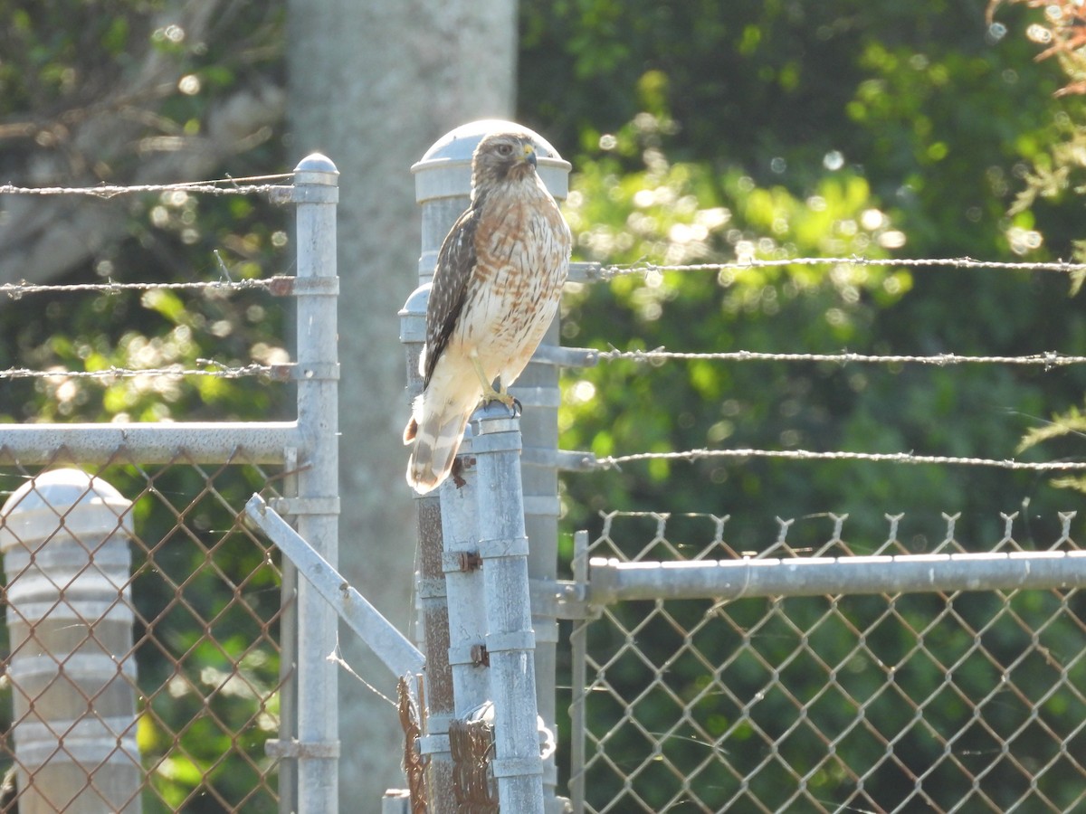 Red-shouldered Hawk - ML645364677