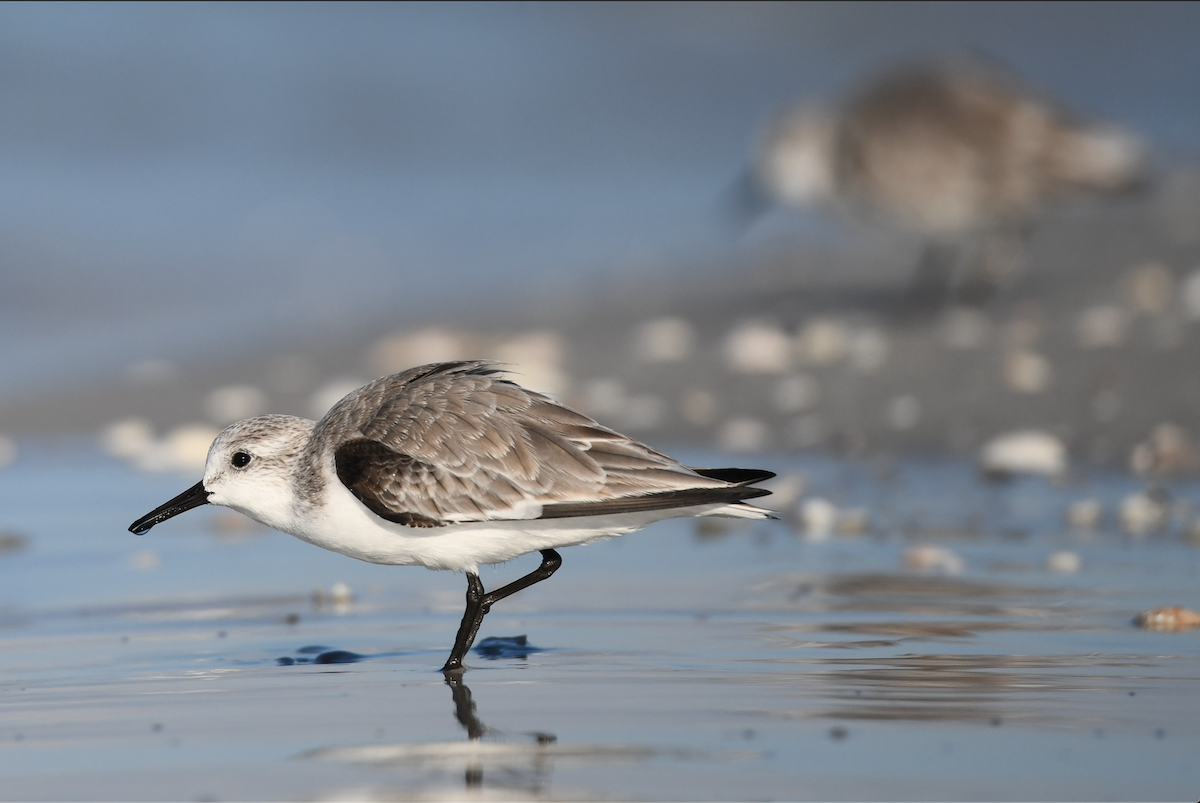 Sanderling - ML645364678