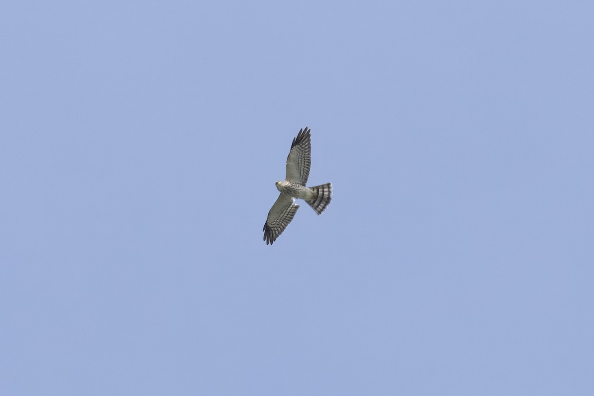 Chinese Sparrowhawk - ML645364681