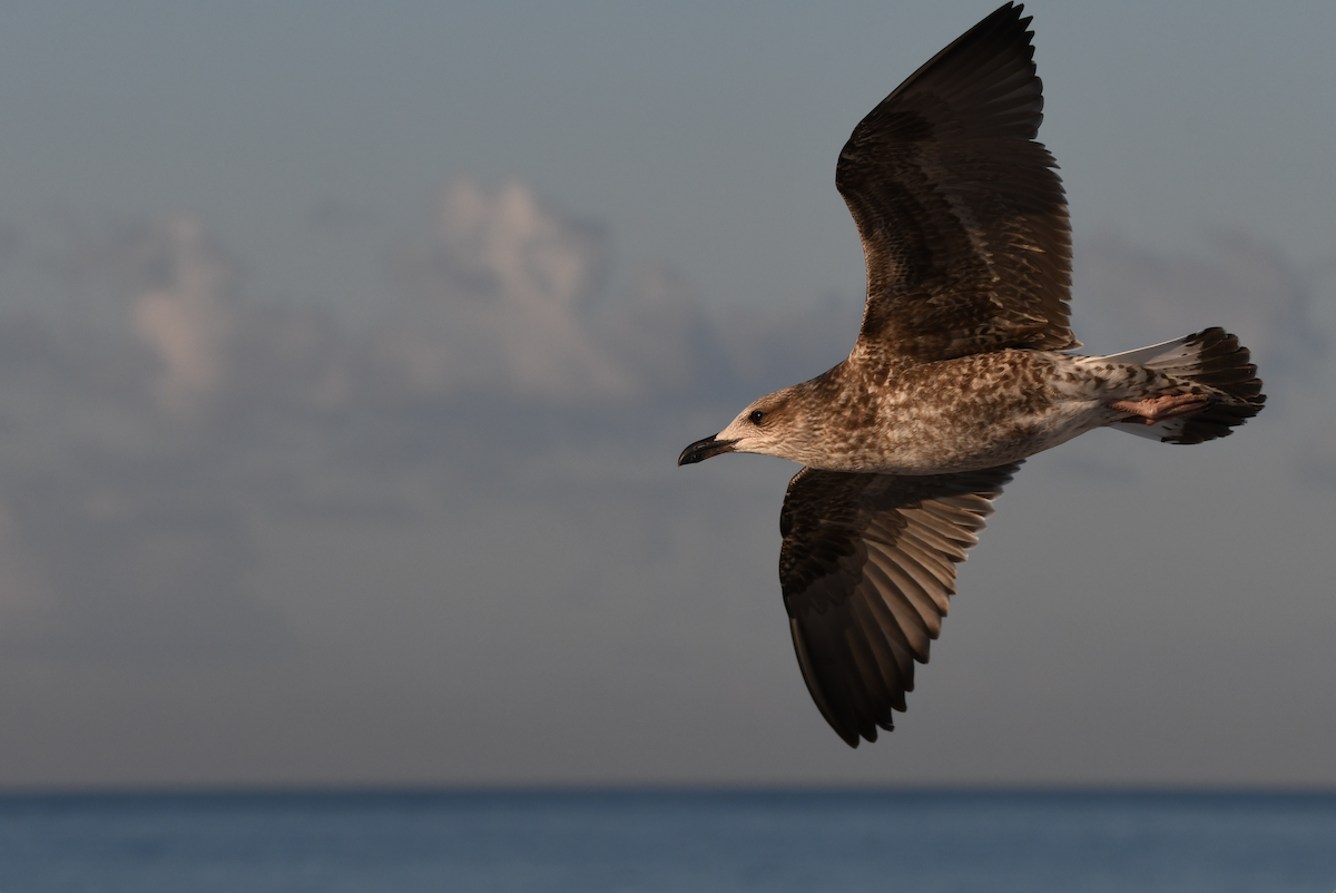 Lesser Black-backed Gull - ML645364685