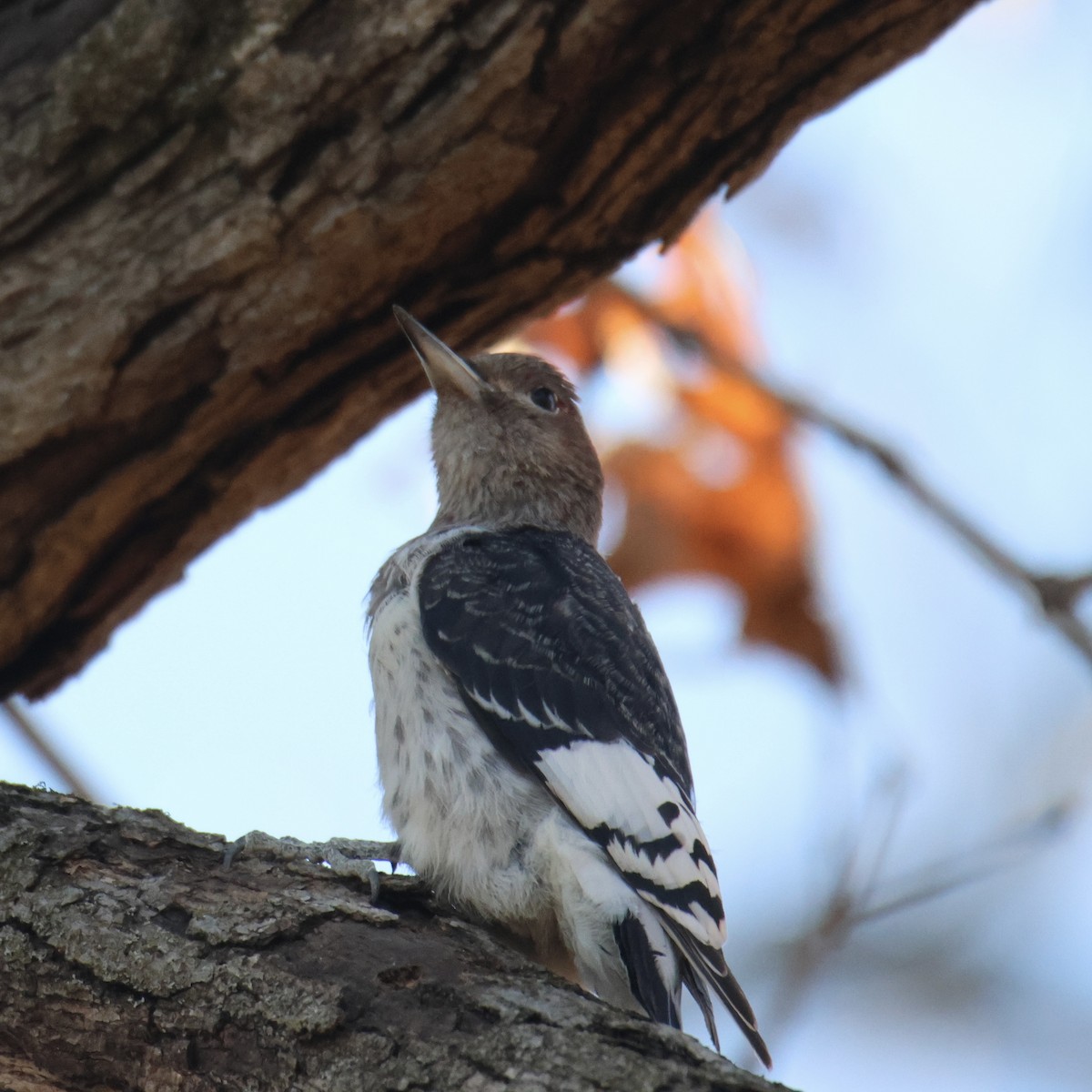 Red-headed Woodpecker - ML645364699