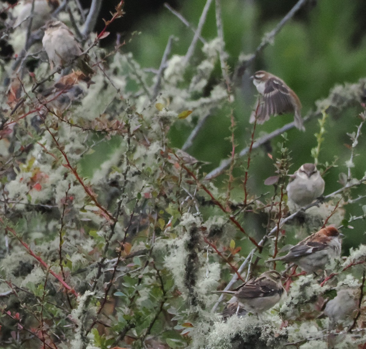 Горобець рудий - ML645364700