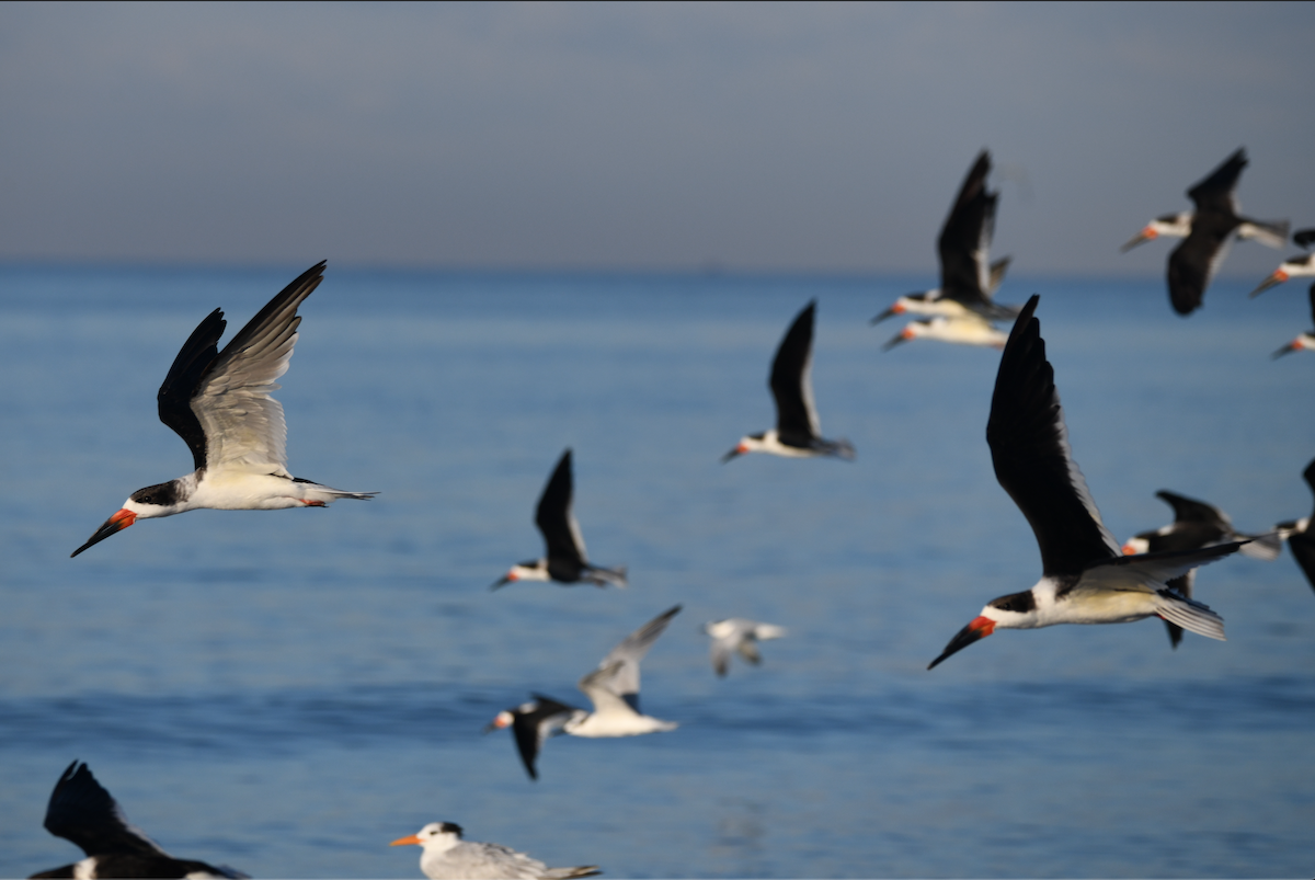 Black Skimmer - ML645364702