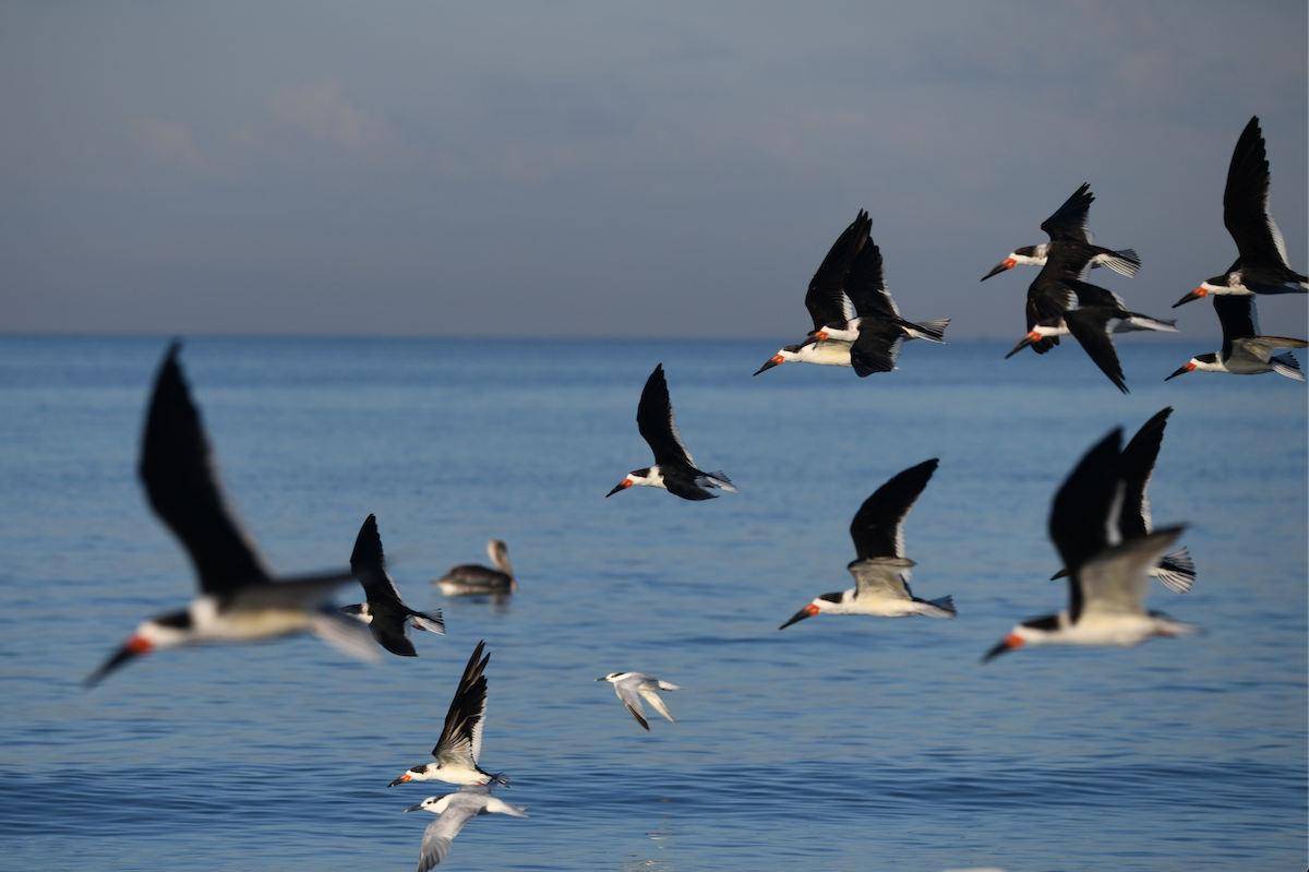 Black Skimmer - ML645364703