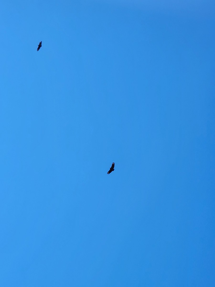 Катарта чорна - ML645364704