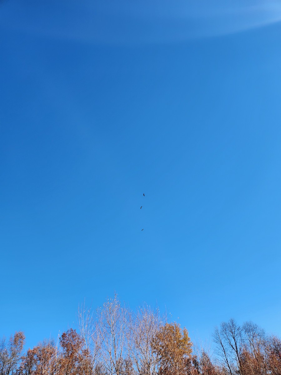 Катарта чорна - ML645364705