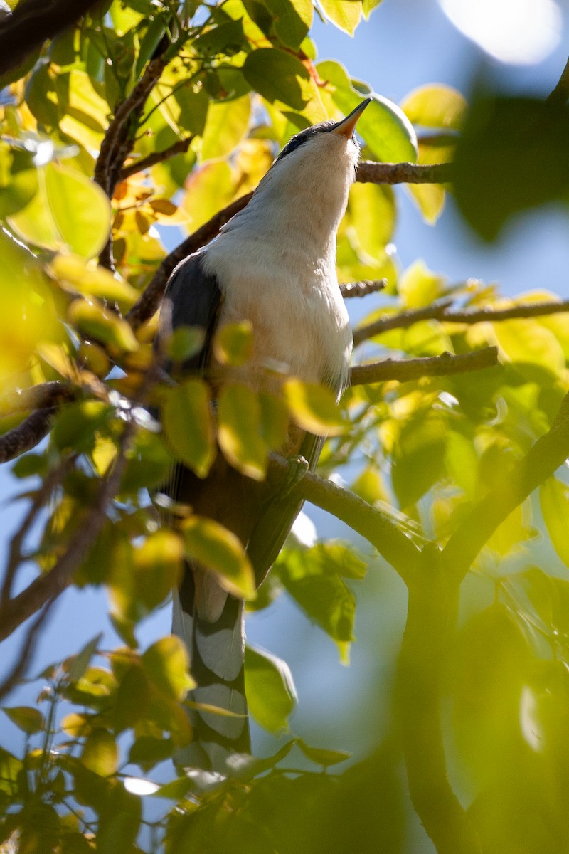 Mangrove Cuckoo - ML645364711
