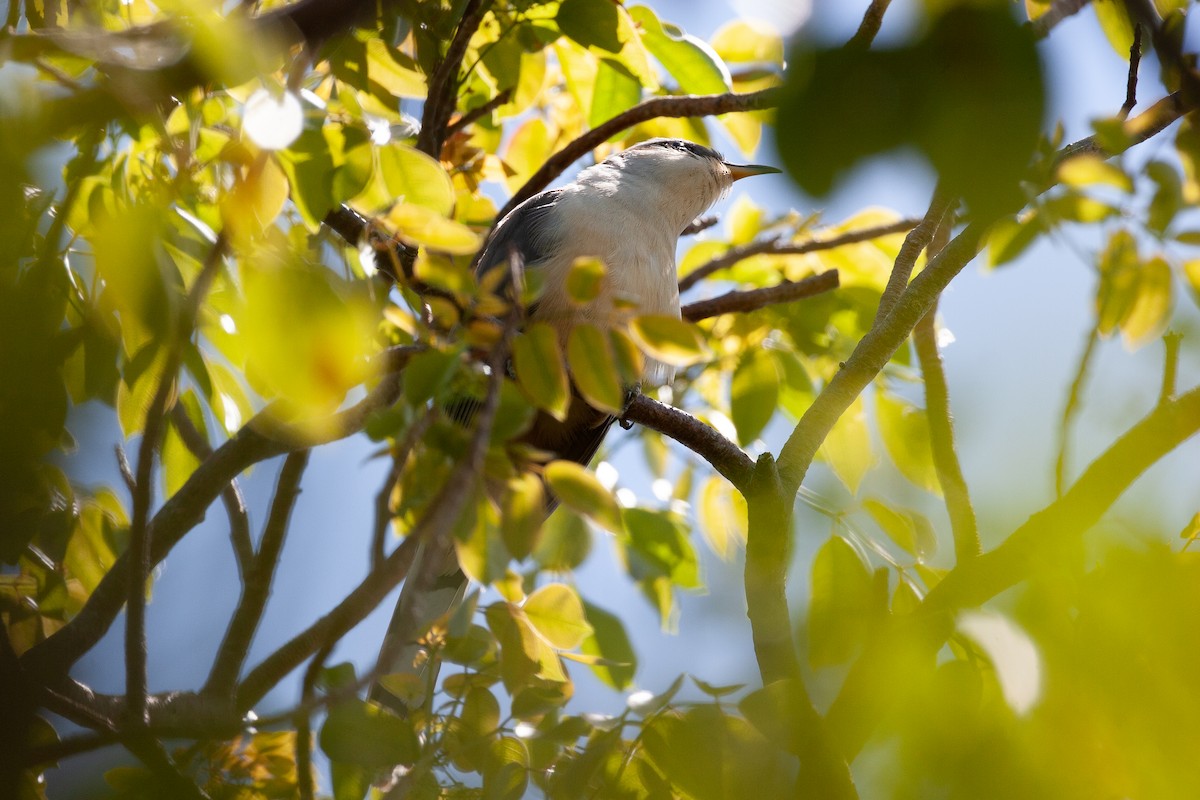 Mangrove Cuckoo - ML645364712