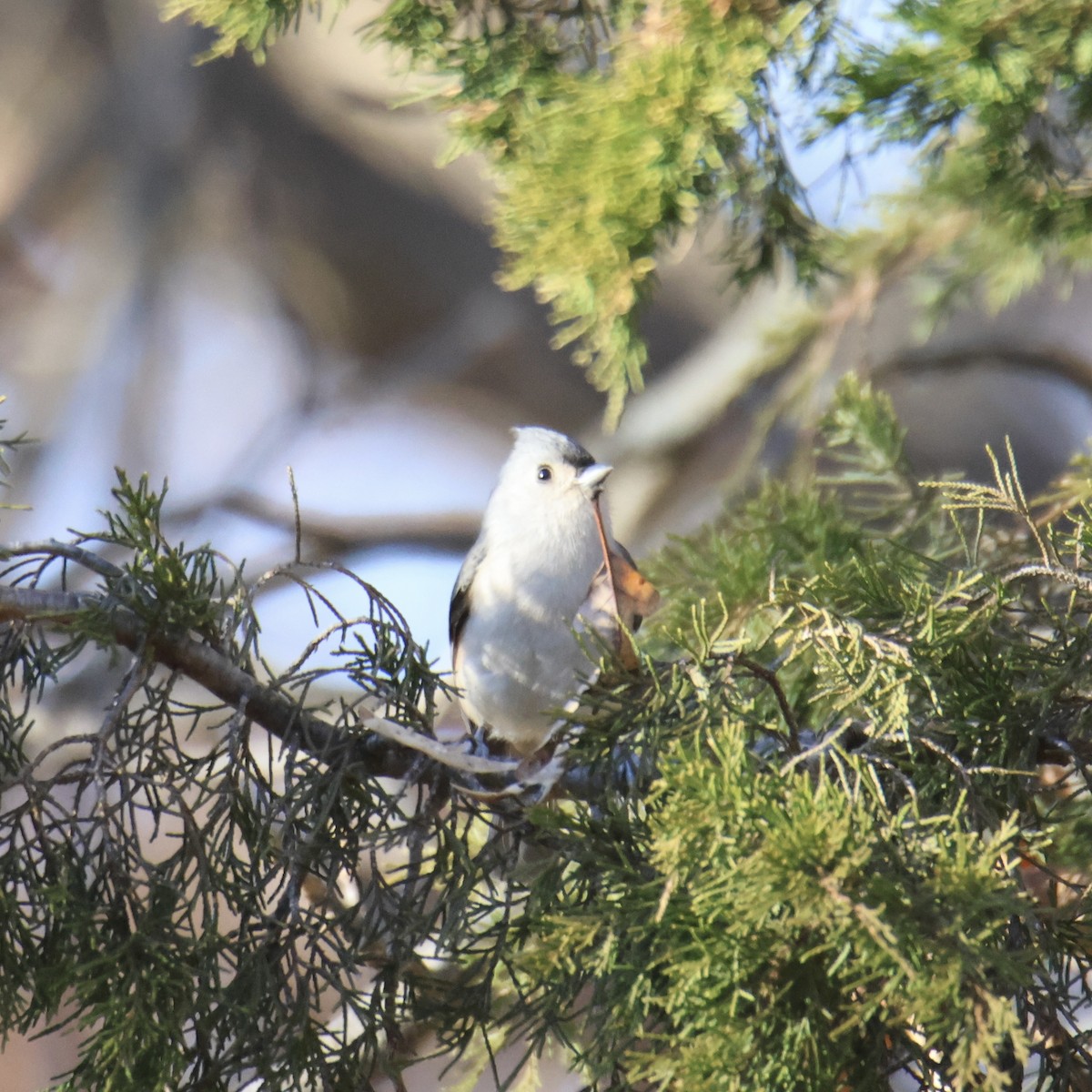 Tufted Titmouse - ML645364714