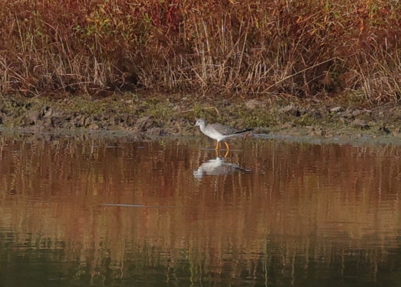 ביצנית צהובת-רגל/עקודה - ML645364721