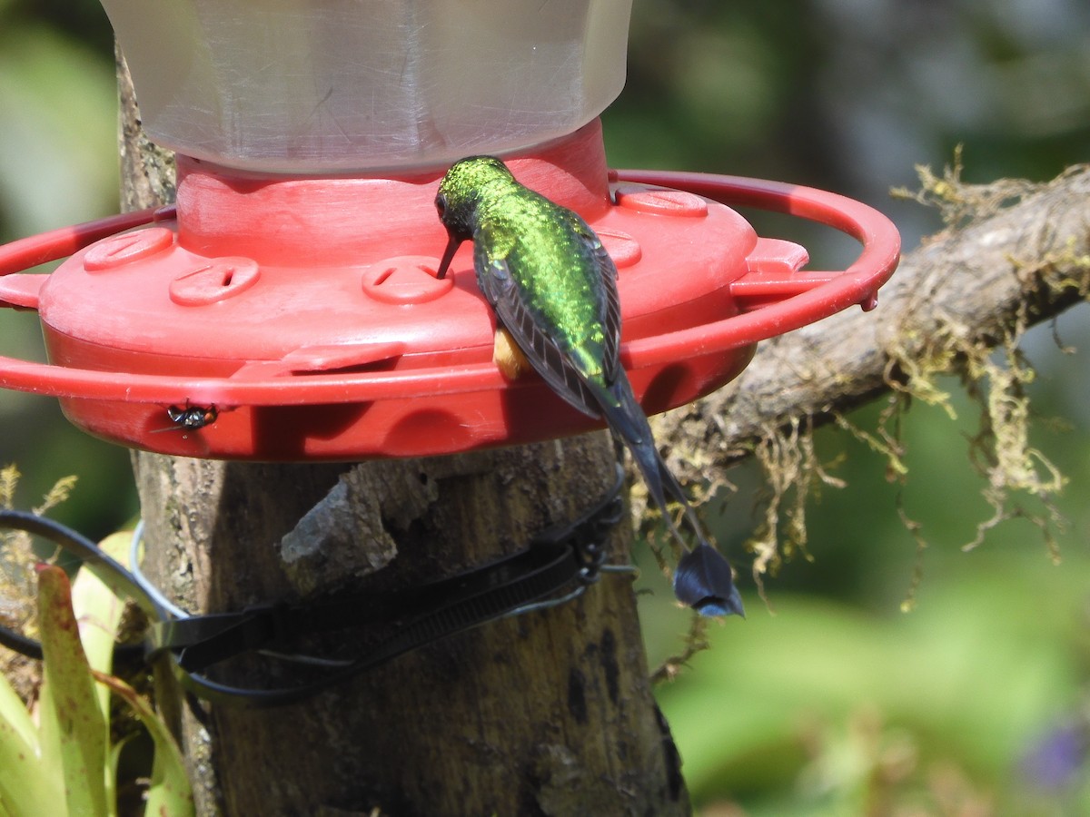 Peruvian Racket-tail - ML645364740