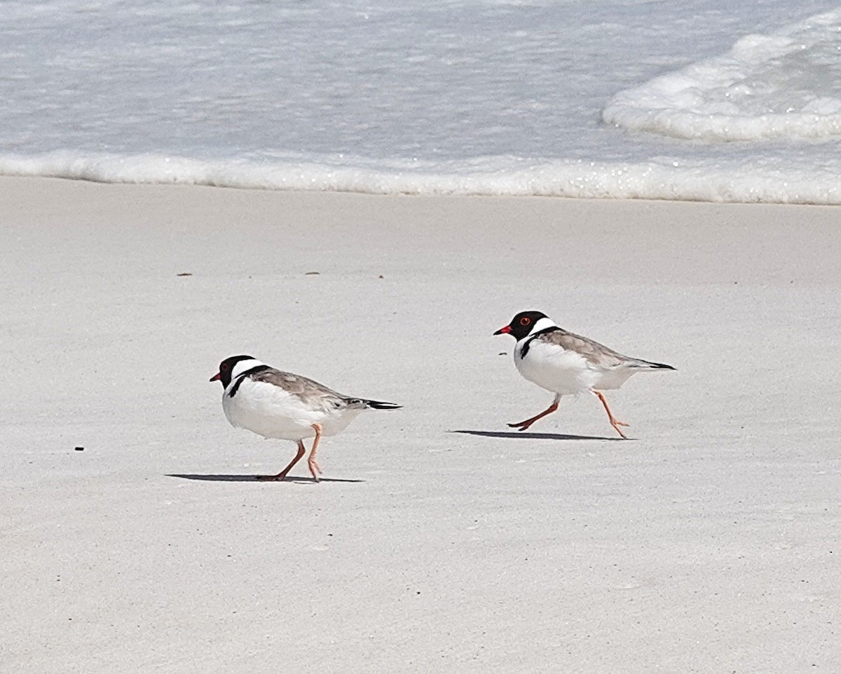 Hooded Plover - ML645364744