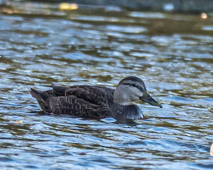 American Black Duck - ML645364750