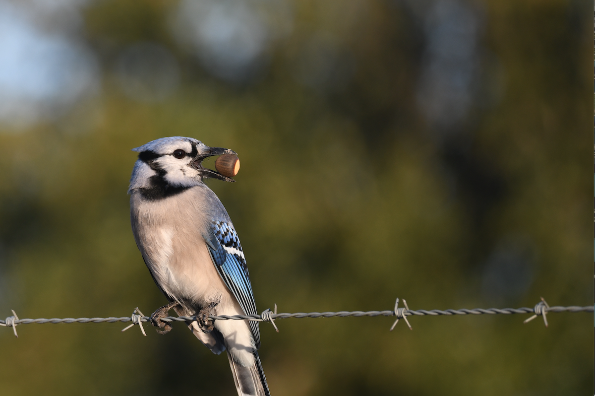 Blue Jay - ML645364766