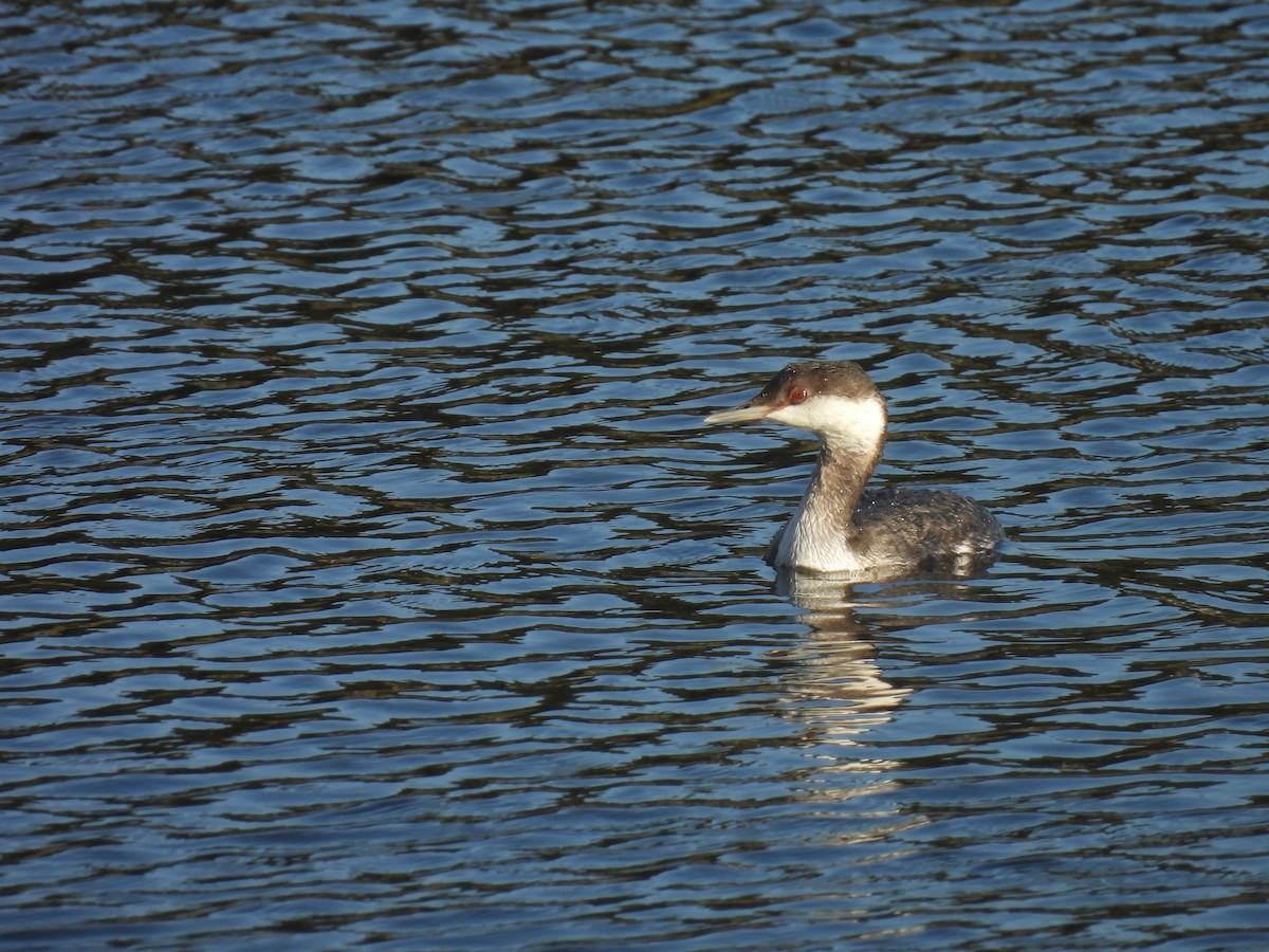 Horned Grebe - ML645364772