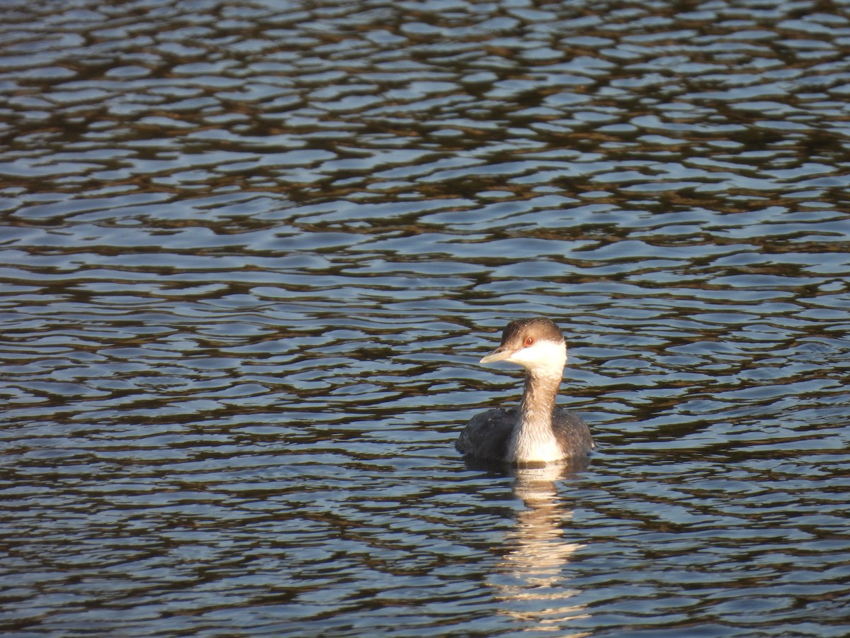 Horned Grebe - ML645364773