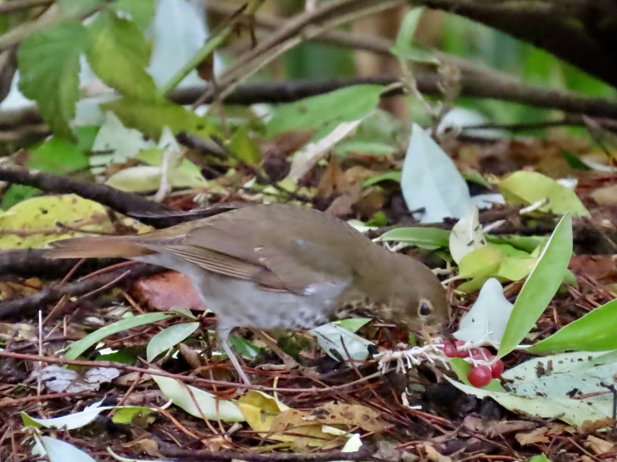 Дрозд-отшельник - ML645364774