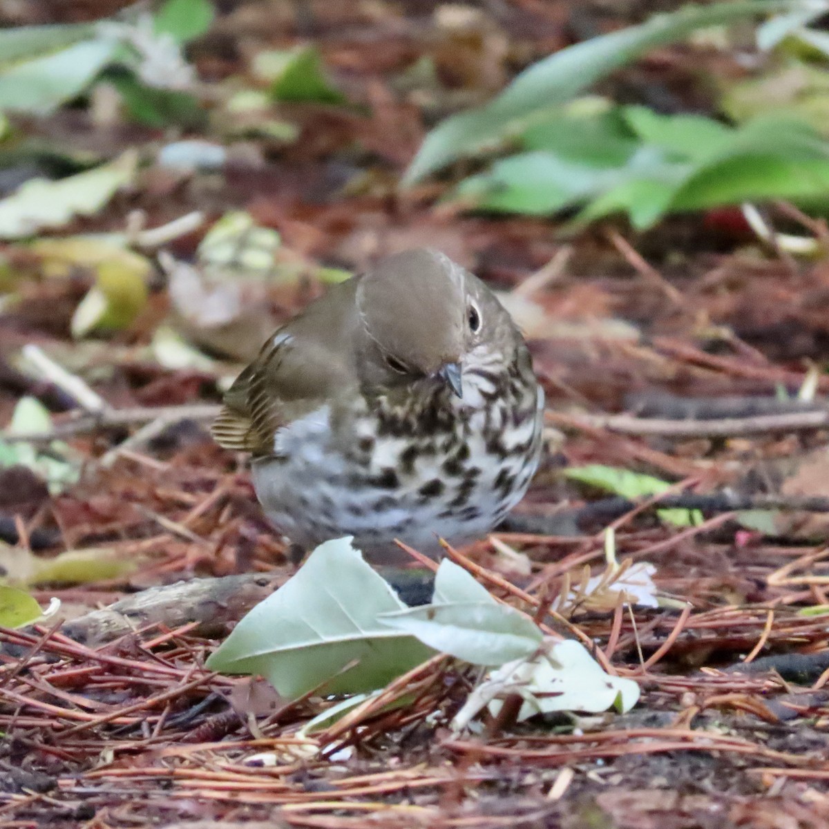 Дрозд-отшельник - ML645364775