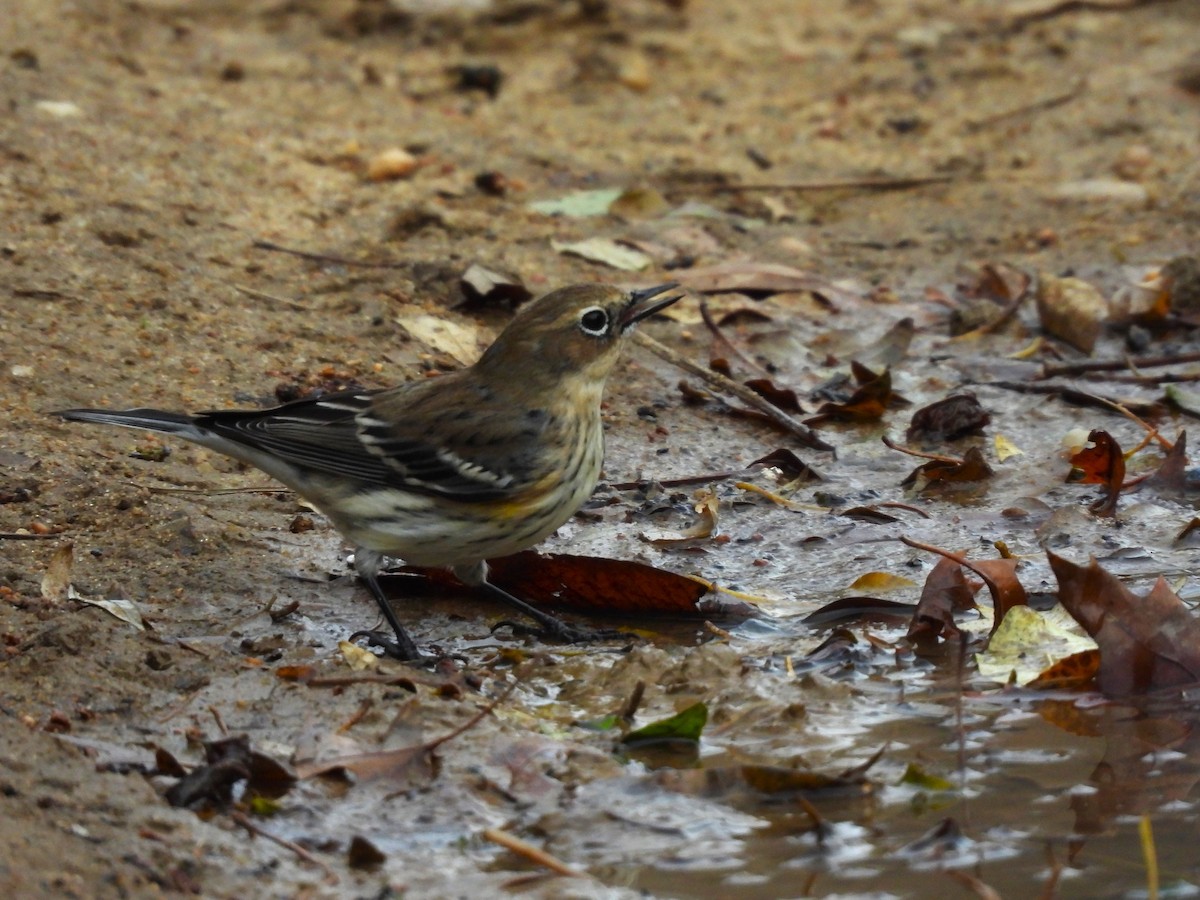 Миртовый певун - ML645364778