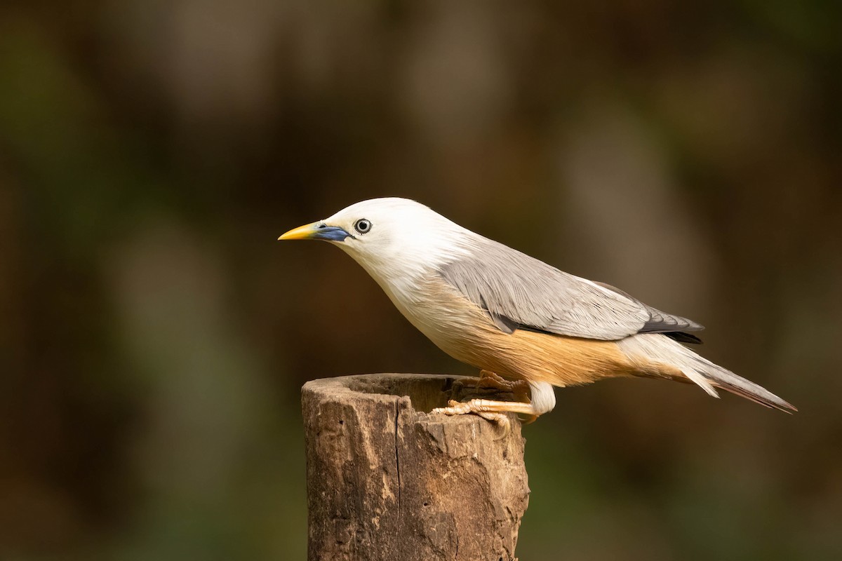 Малабарский скворец - ML645364781