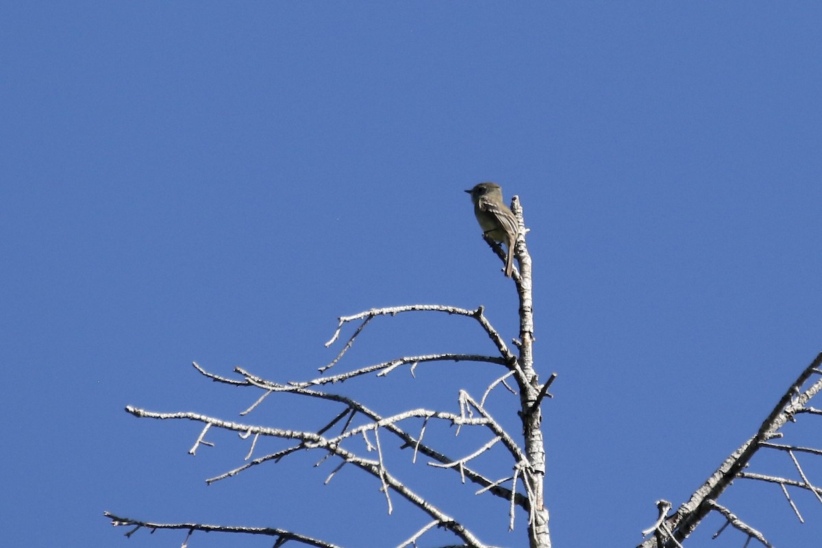 Тёмный мухолов - ML645364782