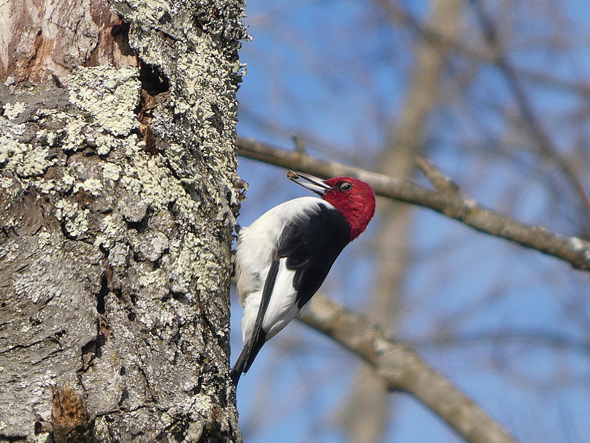 Красноголовый дятел - ML645364789