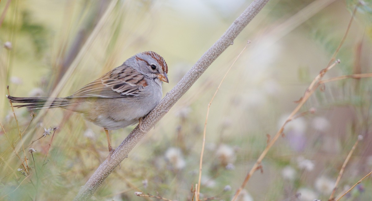 Рыжекрылая овсянка - ML645364790