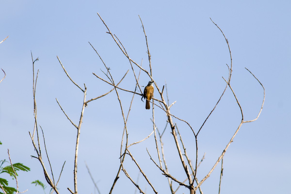 Белобровый бюльбюль - ML645364792