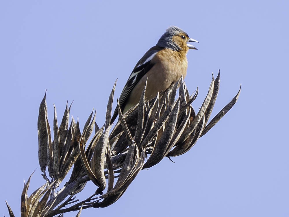 Зяблик - ML645364794