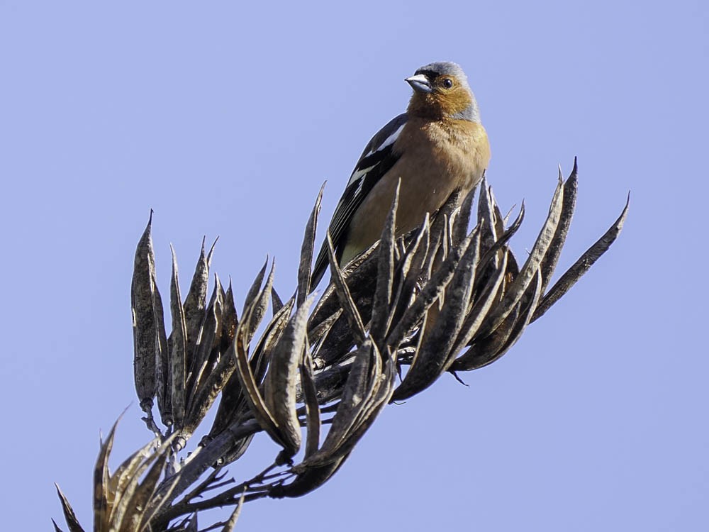 Зяблик - ML645364795