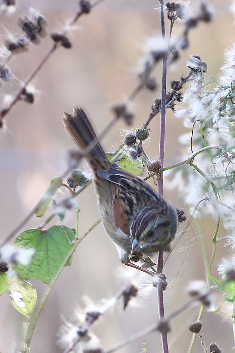 Болотная зонотрихия - ML645364796