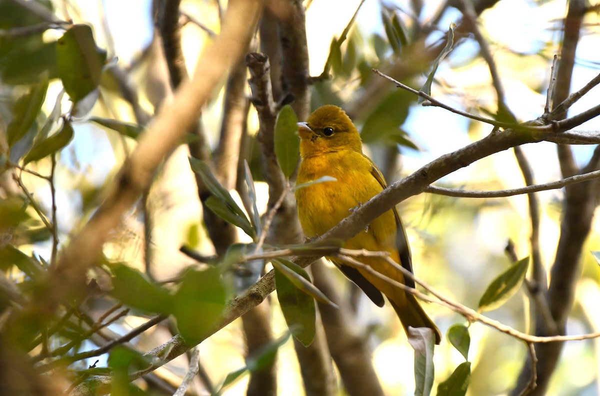 Алая пиранга - ML645364799