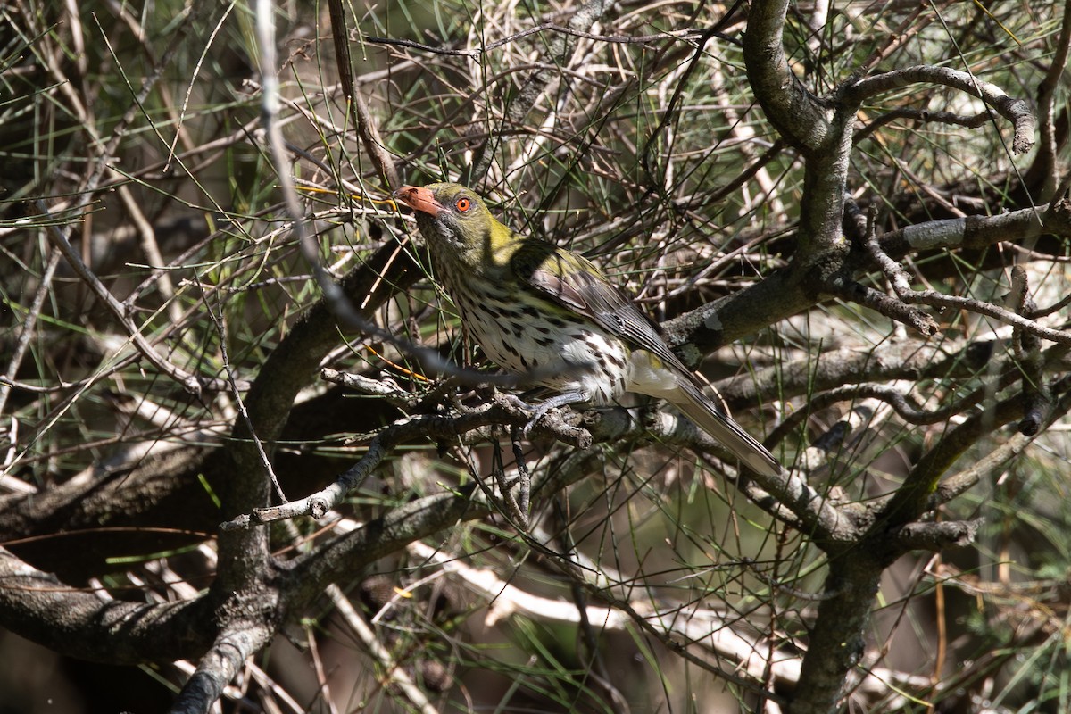 Пёстрая иволга - ML645364800