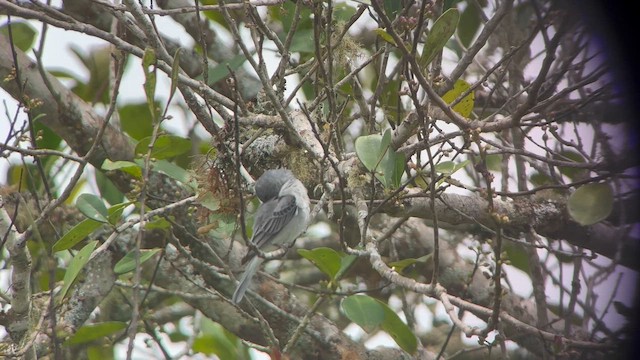 Tropeiro Seedeater - ML645364801