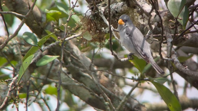 Tropeiro Seedeater - ML645364802