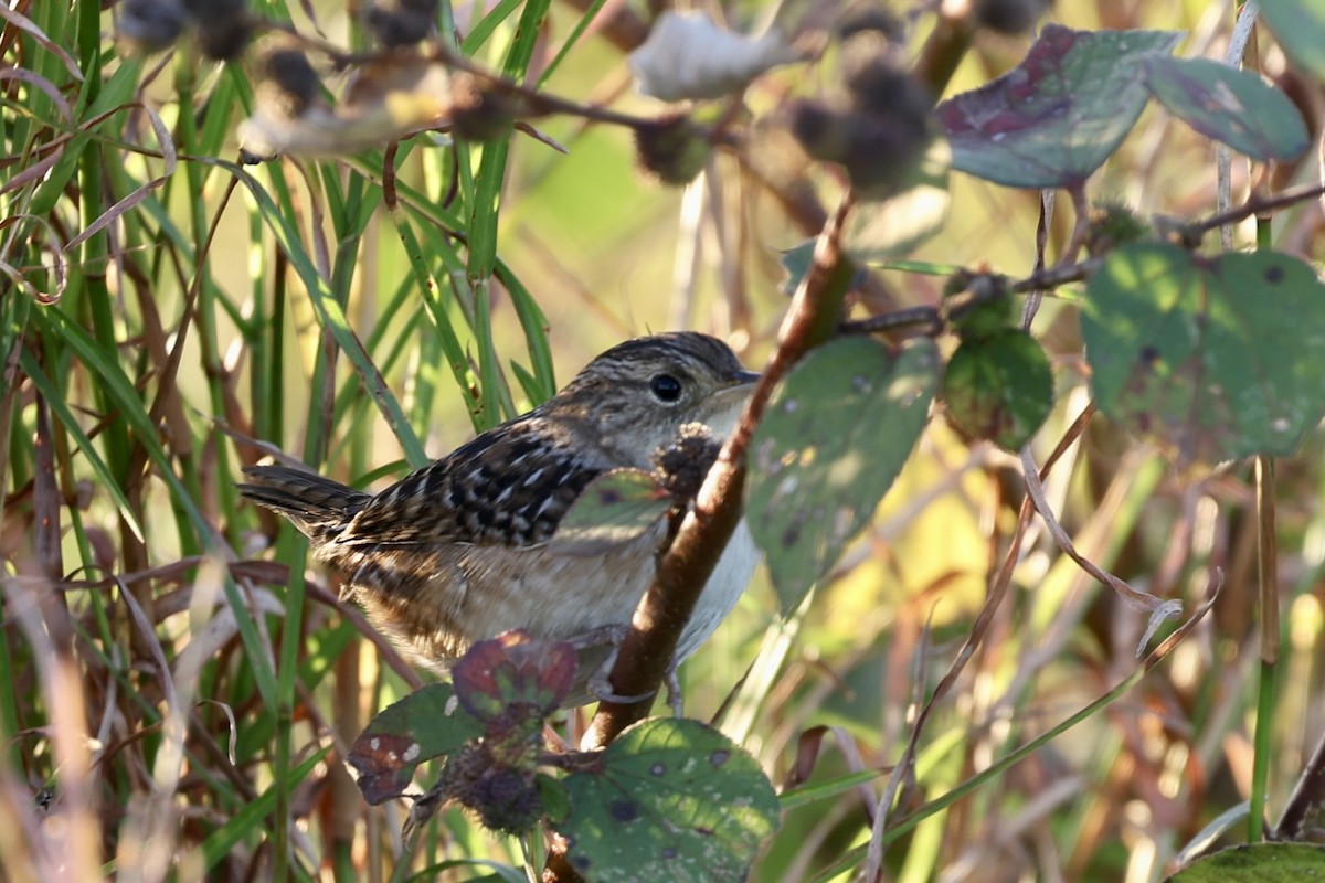 Тростниковый крапивник - ML645364809