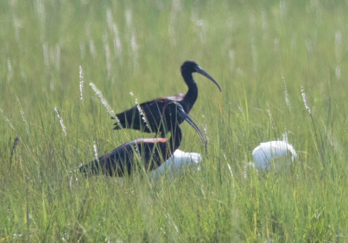 ibis hnědý - ML64536481