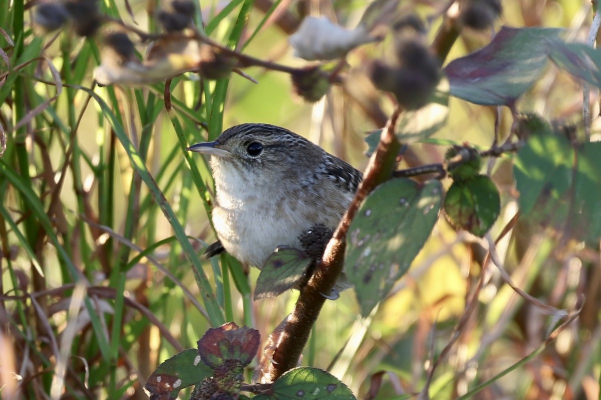 Тростниковый крапивник - ML645364810