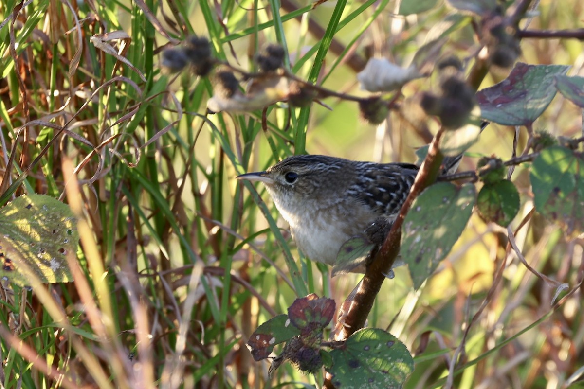 Тростниковый крапивник - ML645364811