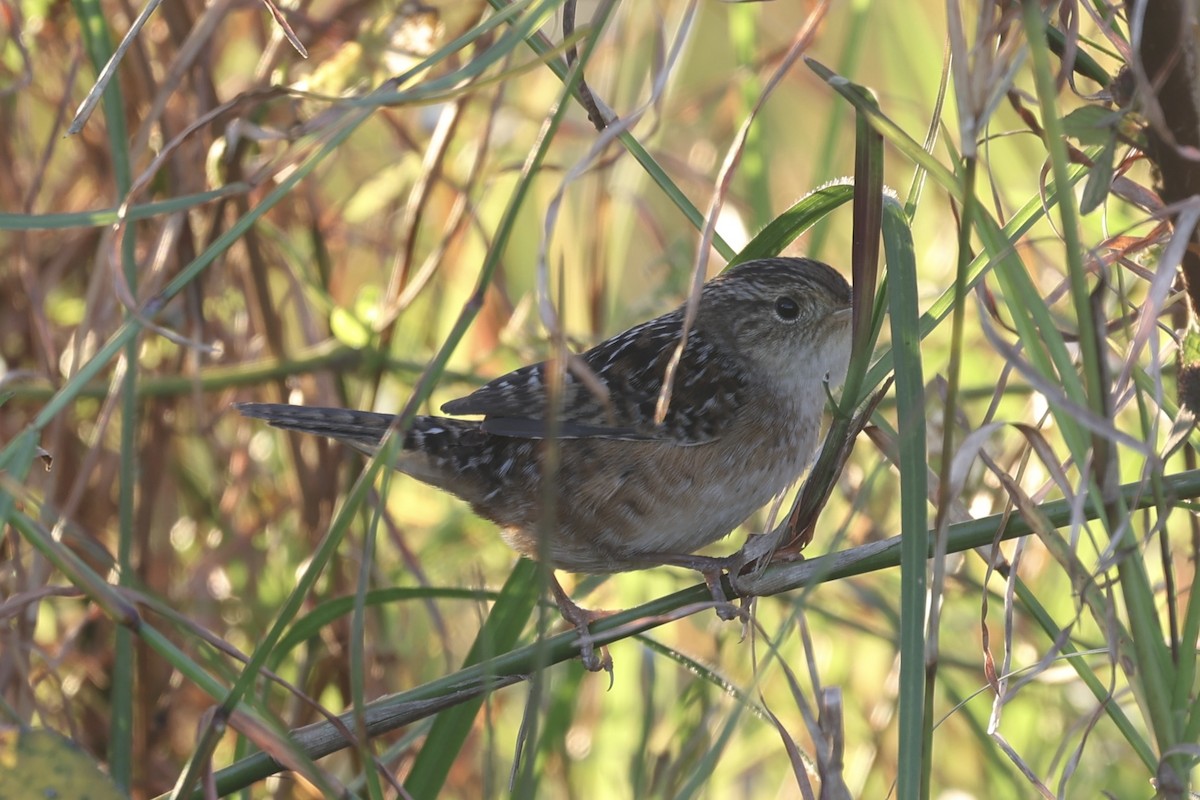 Тростниковый крапивник - ML645364812