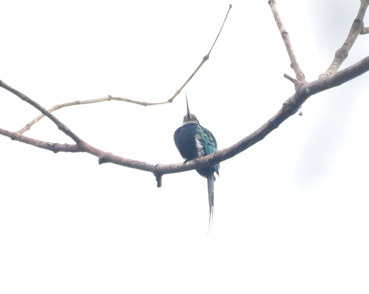 Бронзовая якамара - ML645364814