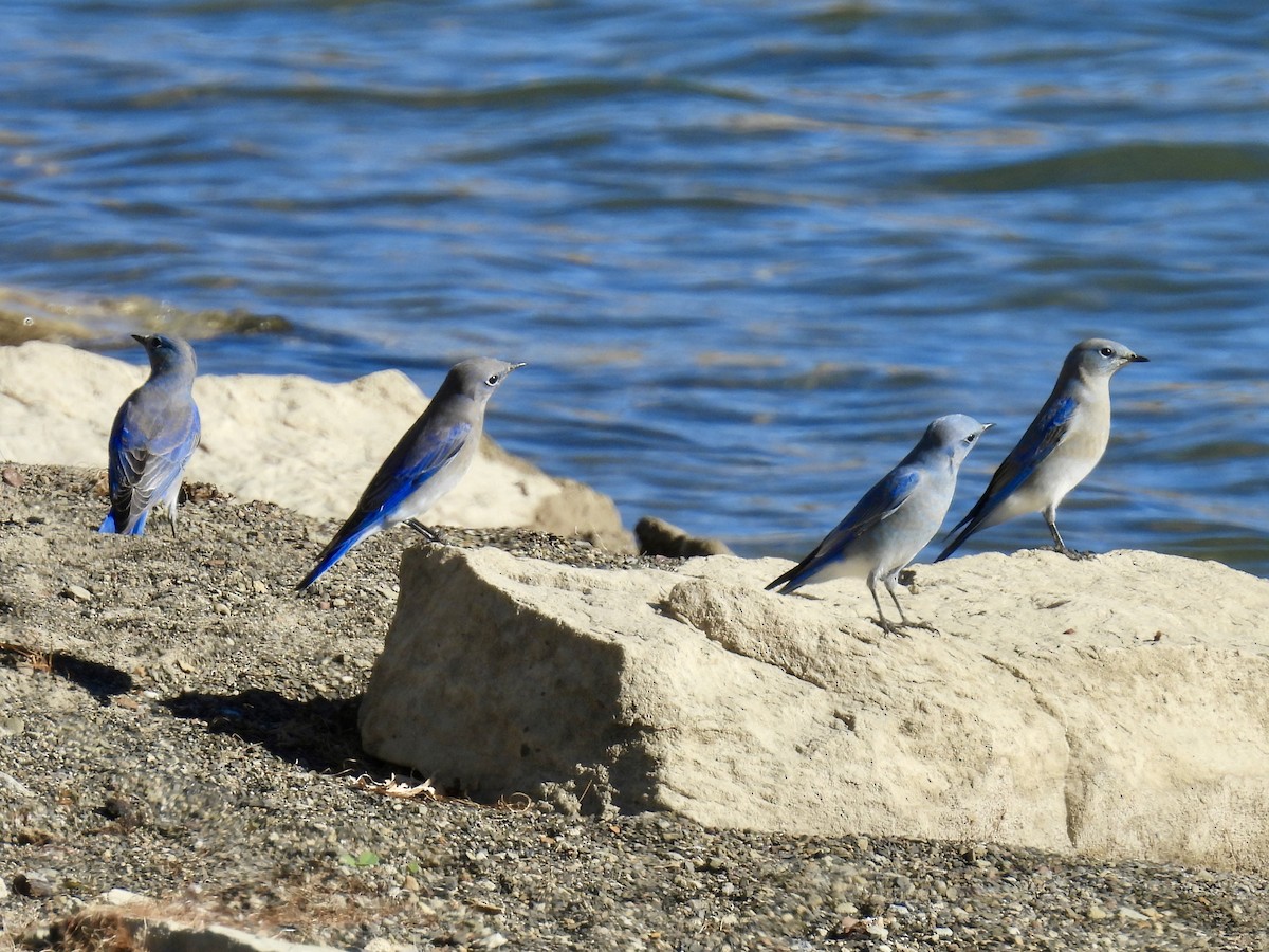 Голубая сиалия - ML645364815