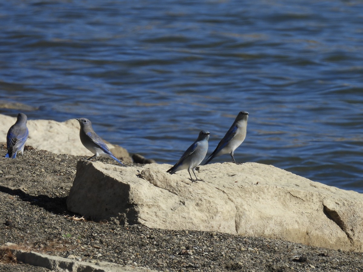 Голубая сиалия - ML645364816