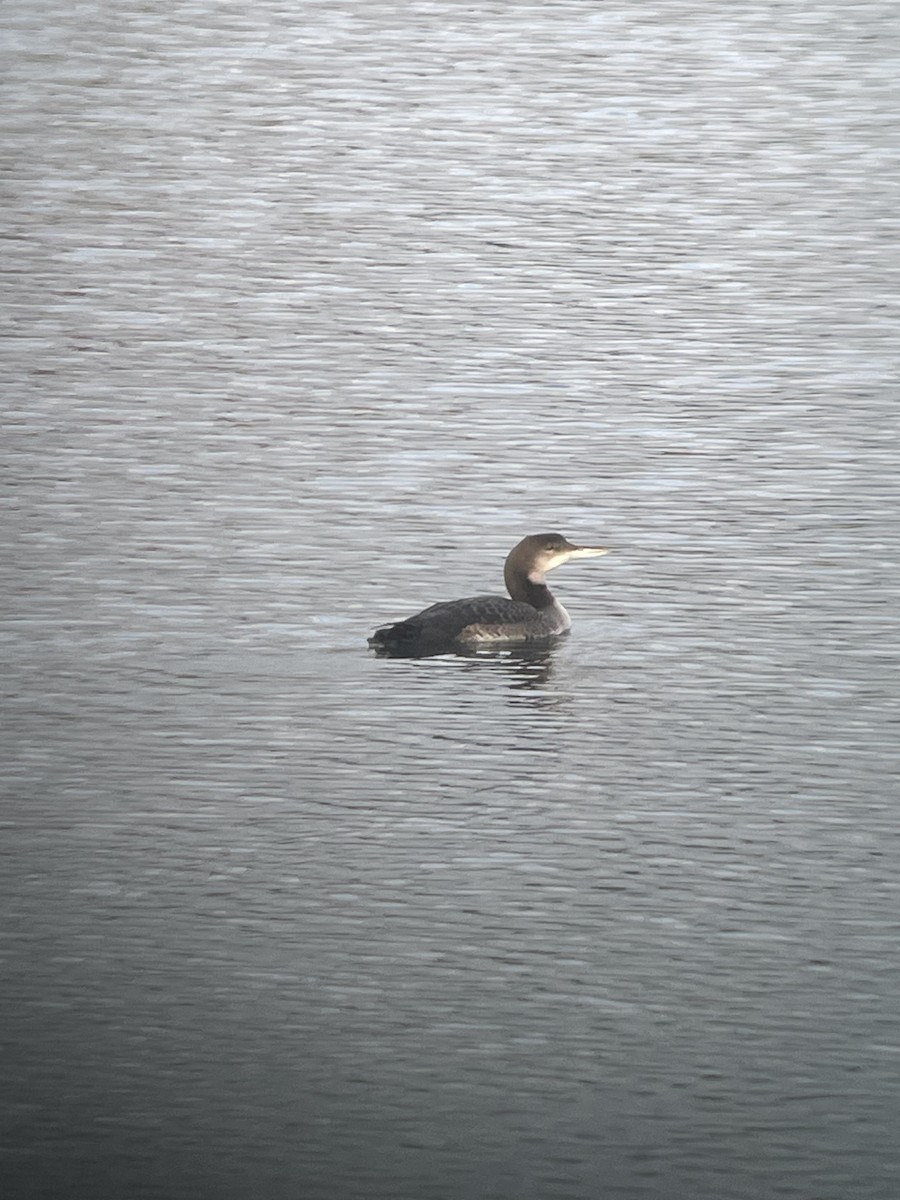 Черноклювая гагара - ML645364821