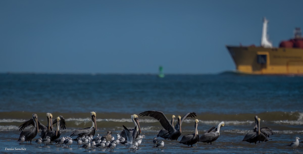 Бурый пеликан - ML645364822