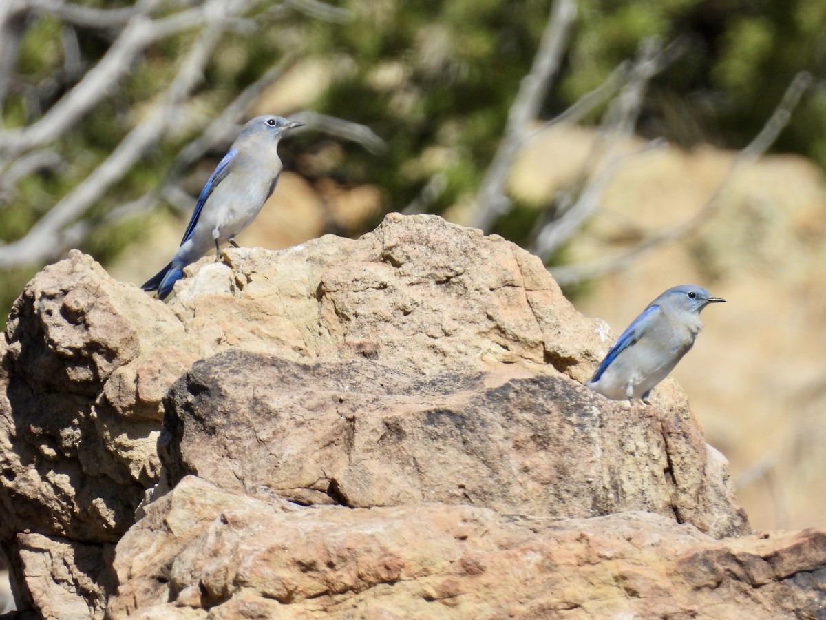 Голубая сиалия - ML645364824