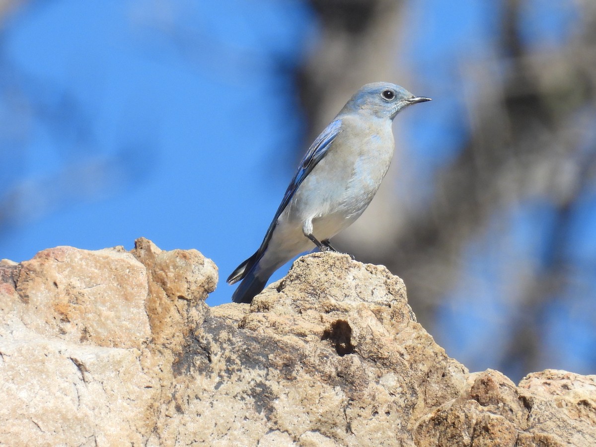 Голубая сиалия - ML645364825