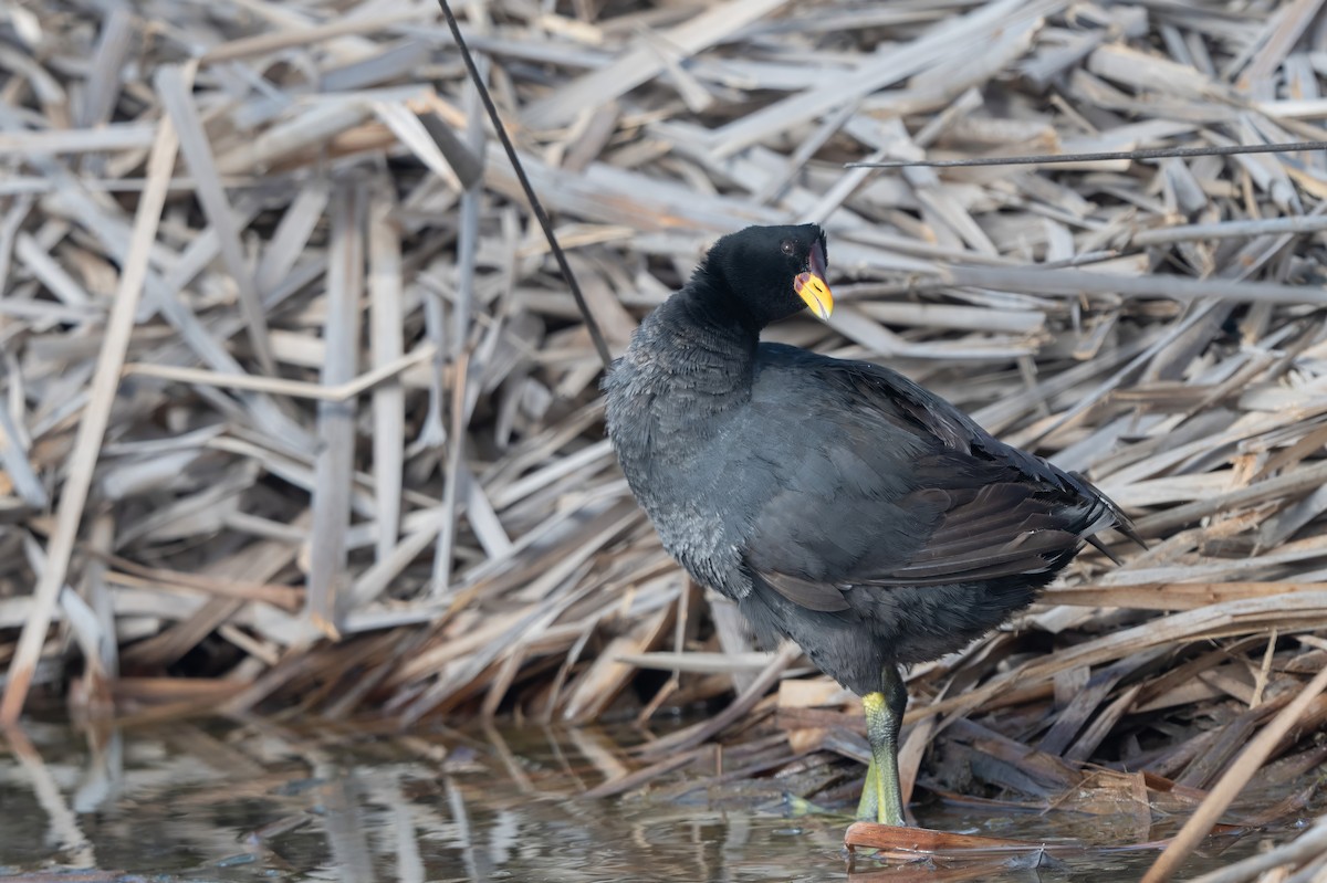 Краснолобая лысуха - ML645364826