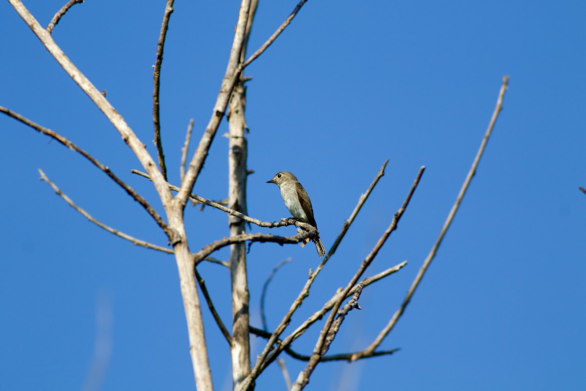 Ширококлювая мухоловка - ML645364831